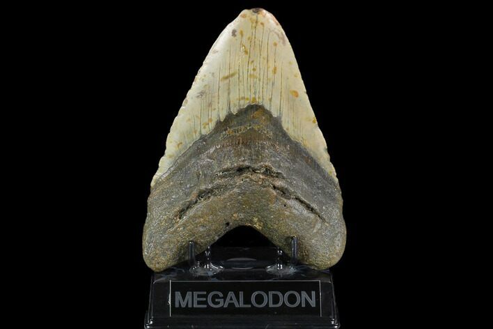 Giant, Fossil Megalodon Tooth - North Carolina #124555